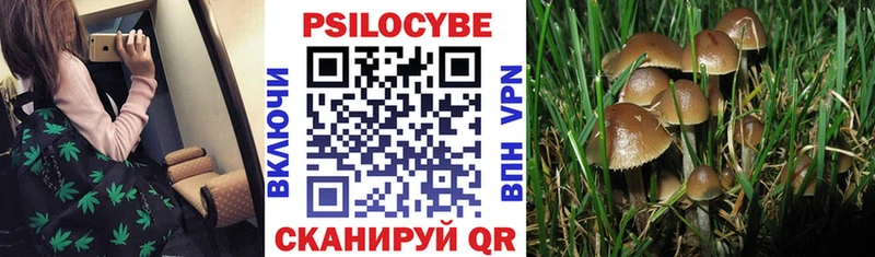 Купить  Светогорск  Галлюциногенные грибы GOLDEN TEACHER 